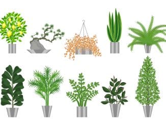 Raumteiler Pflanzen